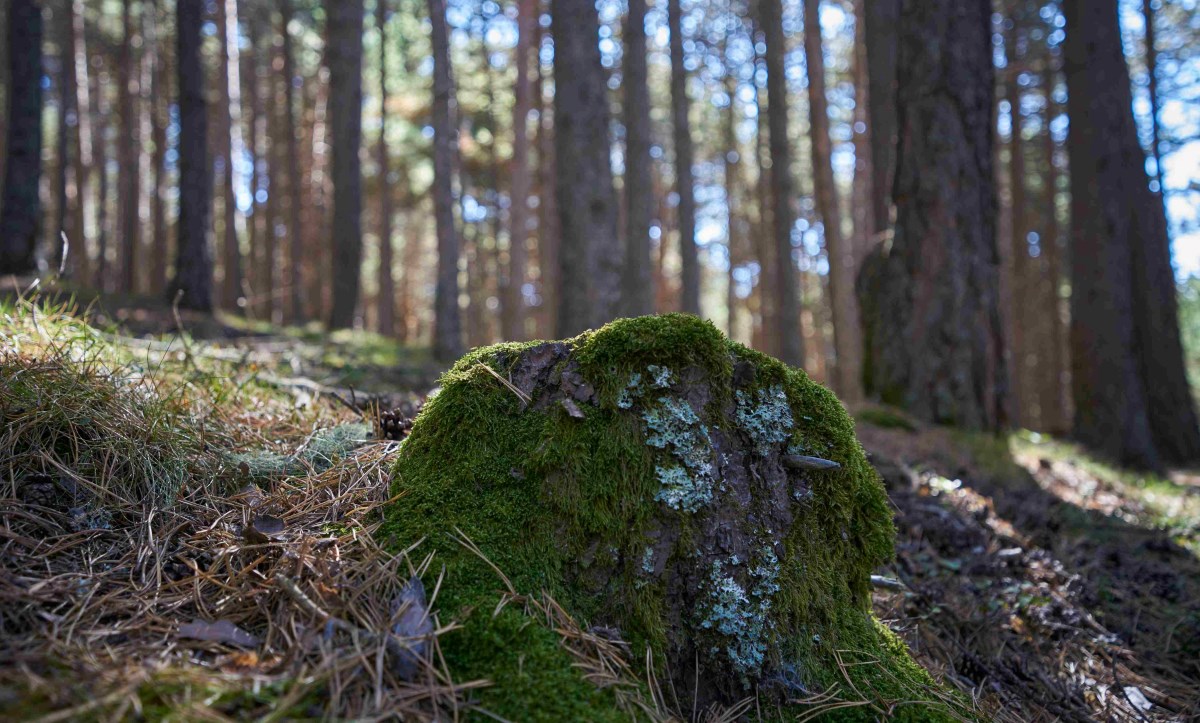 AR+I fa públics els resultats del 1r Inventari Nacional Forestal d’Andorra 