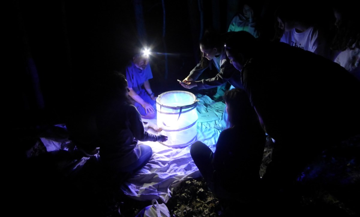 Celebració de la 18ª 'Moth Night': la nit de les papallones nocturnes d’Andorra