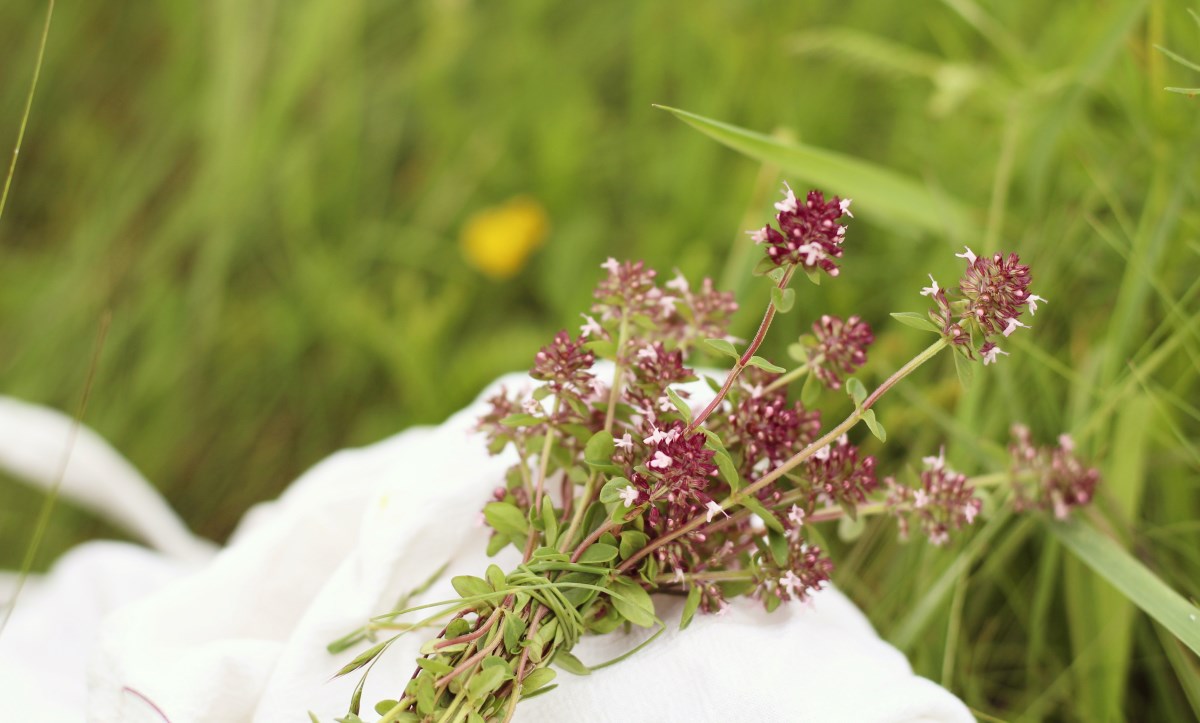 Ethnobotany and ethnomycology study 