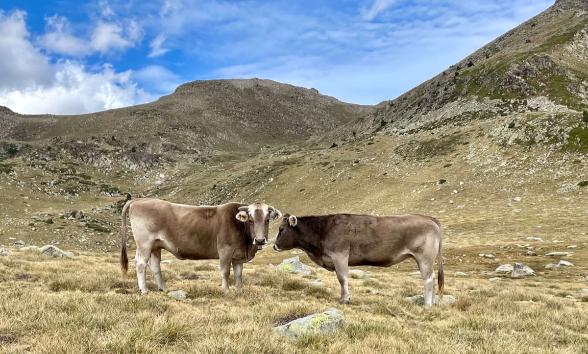 Estudi de les pastures supraforestals d'Andorra