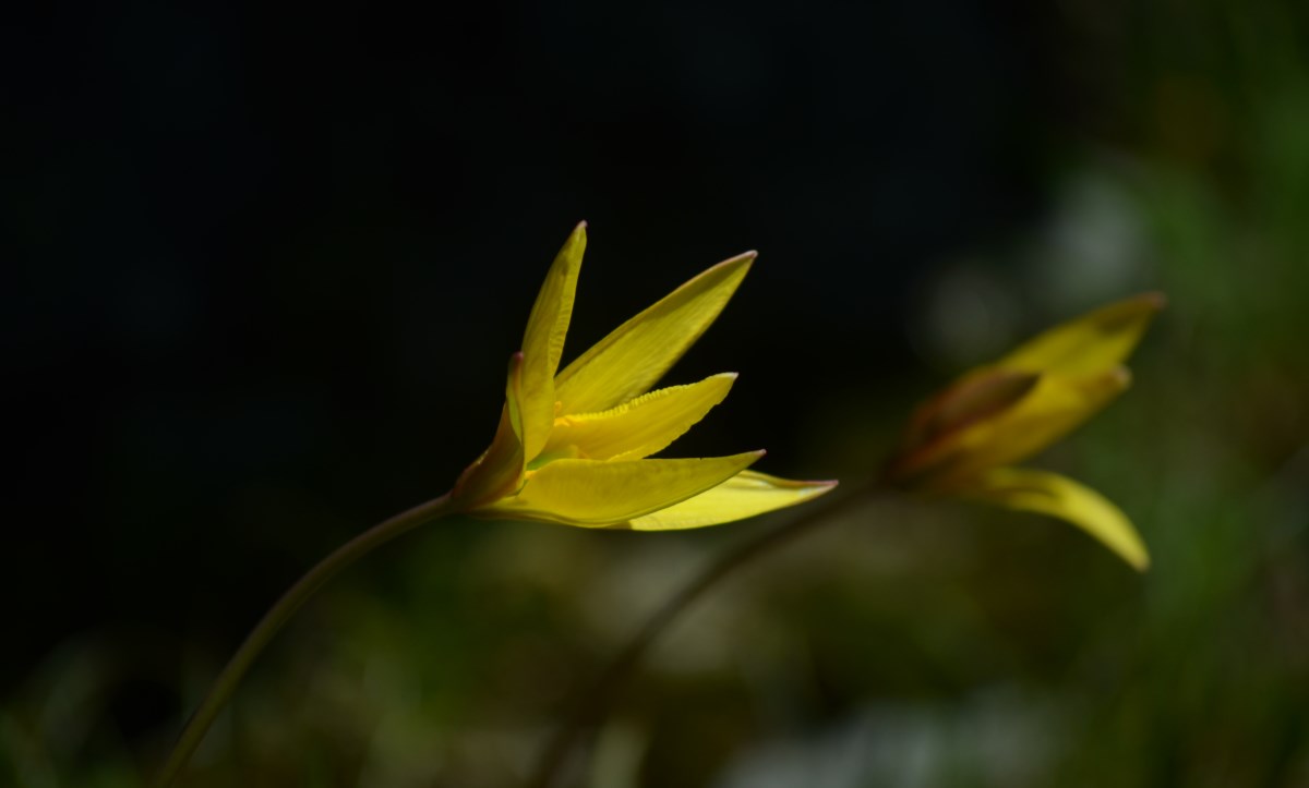 Exposició Flora del Pirineu