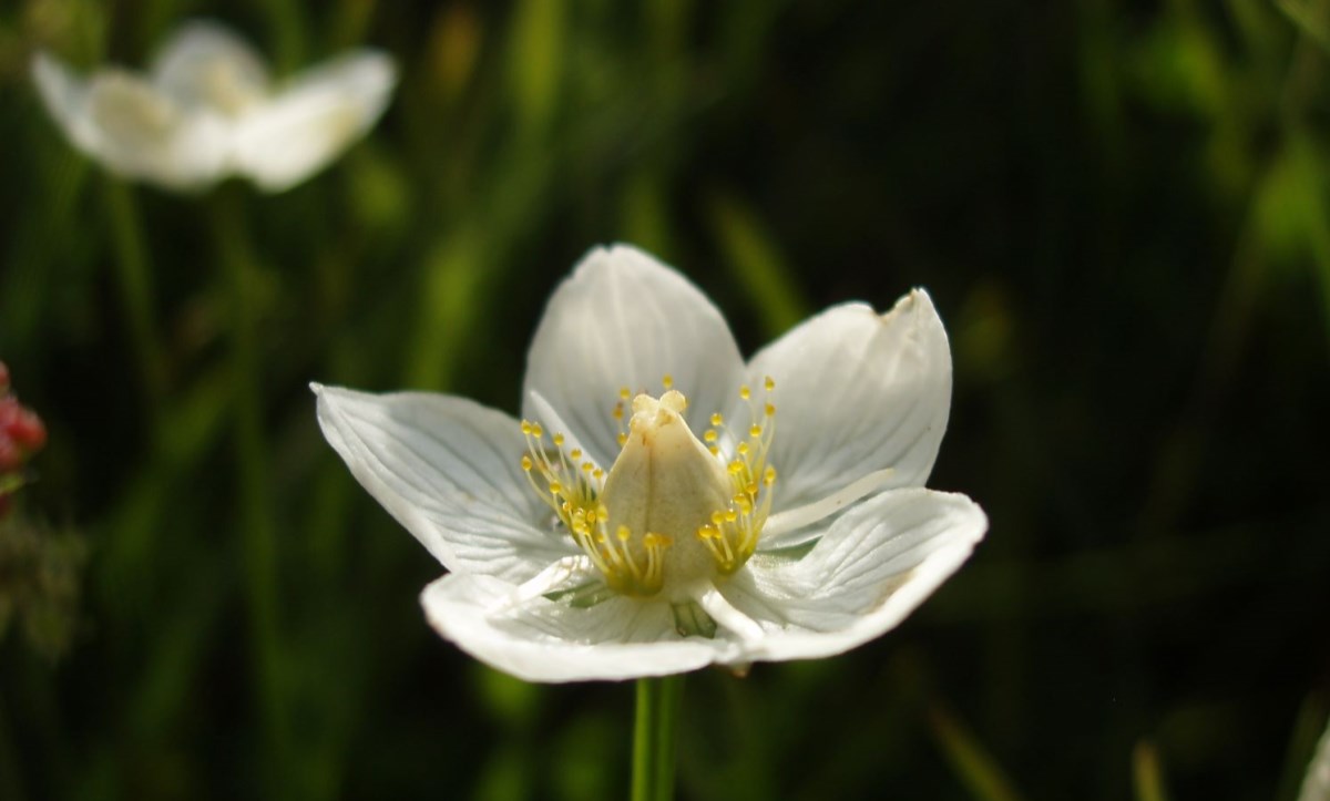 Flora amenaçada d'Andorra