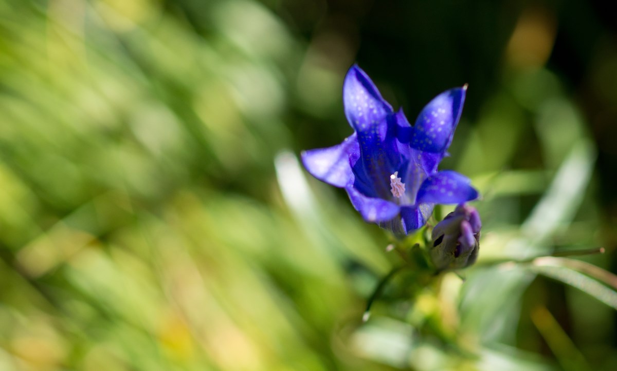 FLORALAB: network of open air botanical laboratories