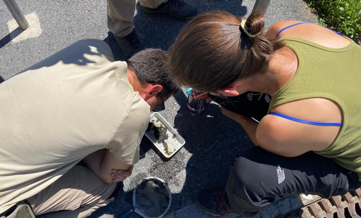 El Govern i Andorra Recerca + Innovació elaboren un estudi sobre la presència del mosquit tigre al Principat