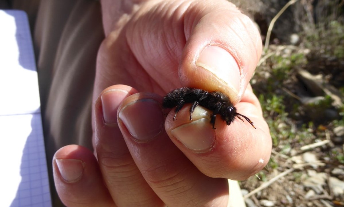 Inici del projecte de biodiveristat d’abelles a Andorra