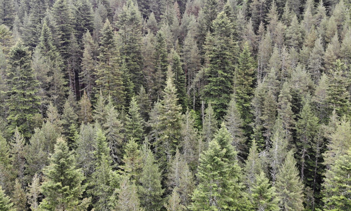 Inventari Nacional Forestal d'Andorra