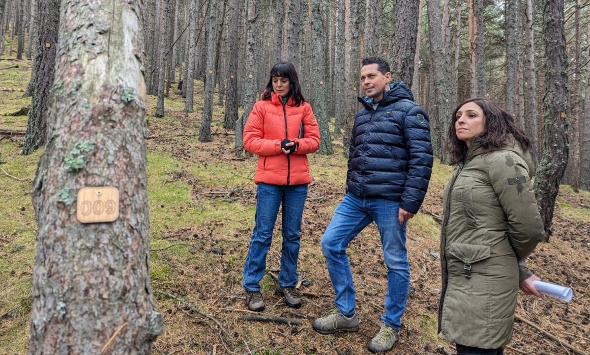 Neix el marteloscopi de Beixalís, el primer laboratori a cel obert d’investigació i divulgació forestal del país