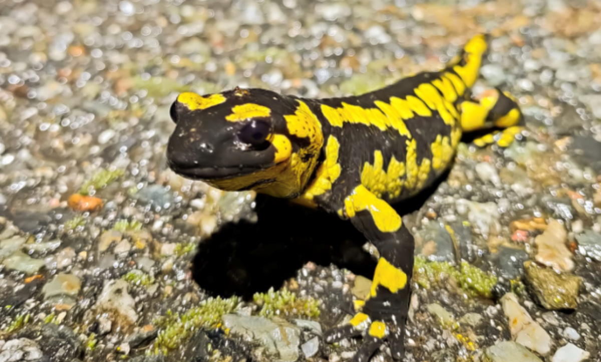 Presentació del projecte: Seguiment d’amfibis d’Andorra