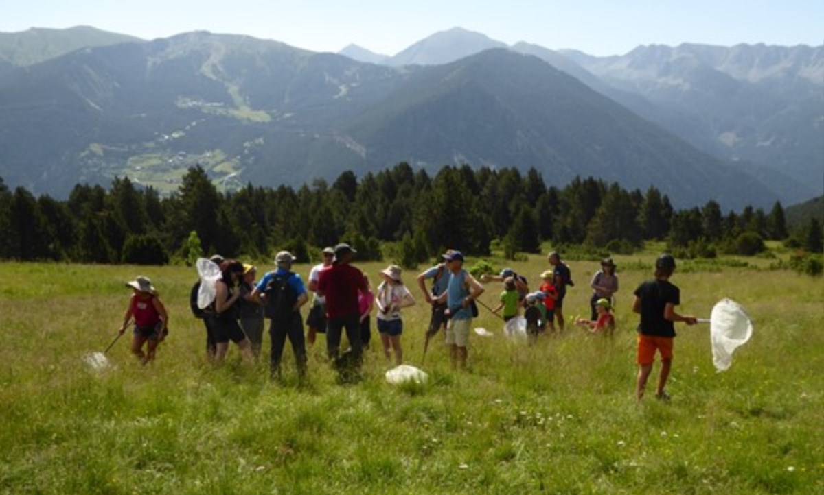 La situació de les papallones a Andorra no s’escapa de la tendència negativa que es constata a nivell europeu