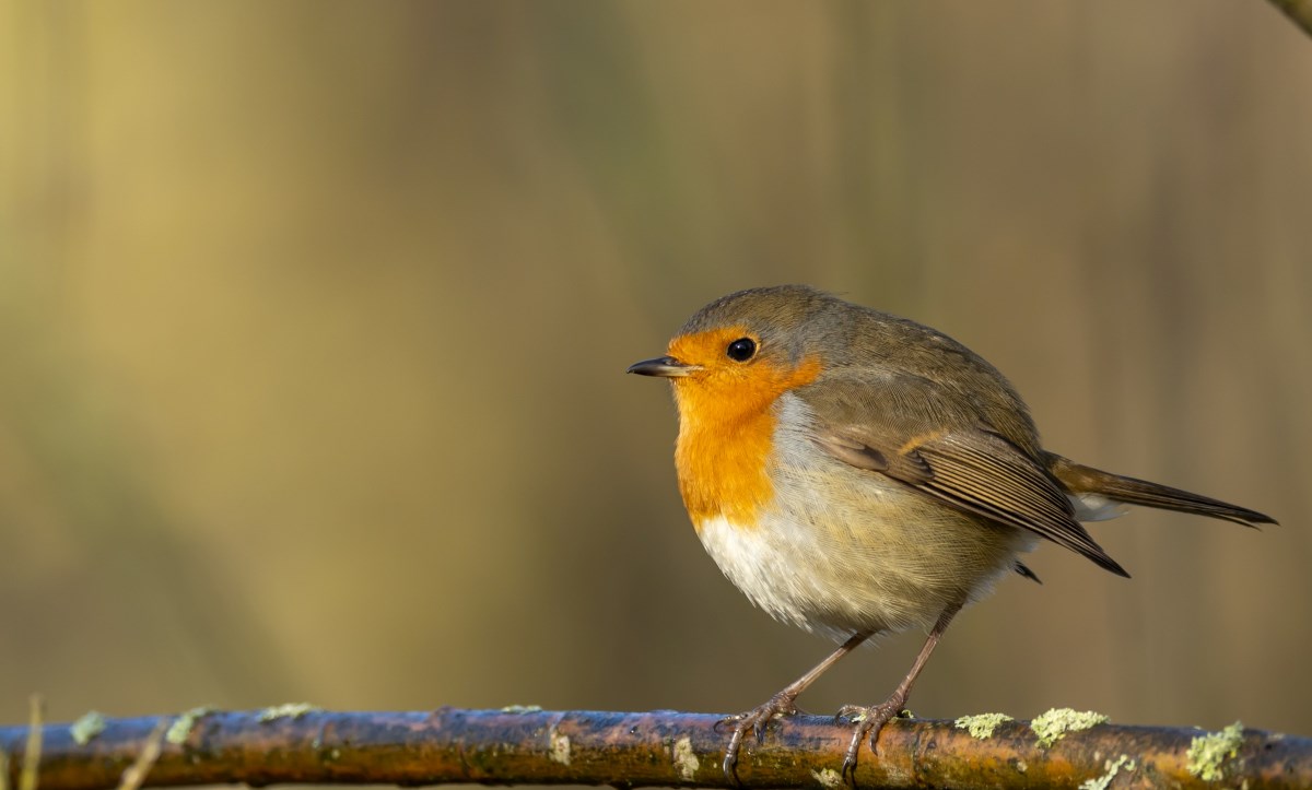 SOCA: Tracking of birds common to Andorra