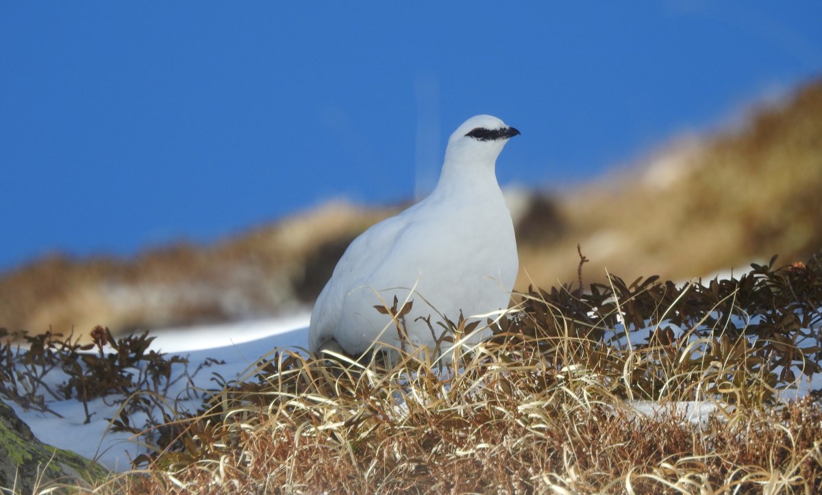 Sortida amb raquetes de neu