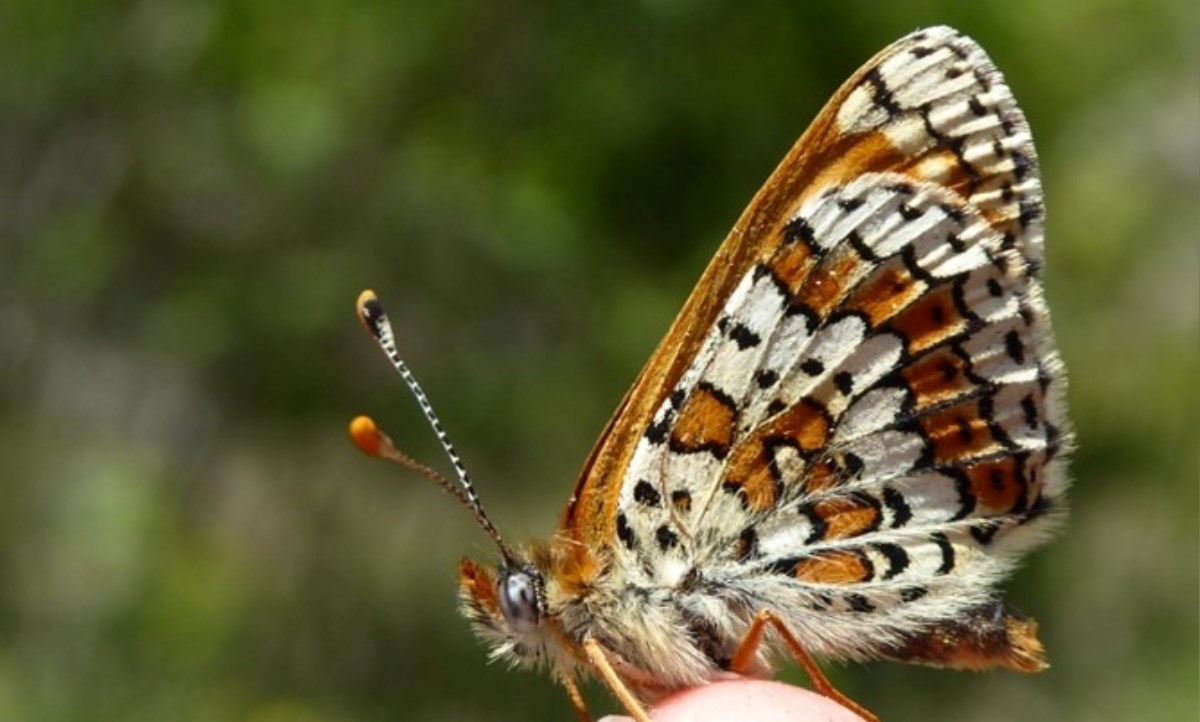 XV Trobada de col·laboradors del “Butterfly Monitoring Scheme” que inicia en breu la 21a temporada a Andorra